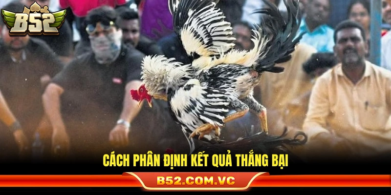 Luật Đá Gà Thomo – Những Quy Định Cần Nắm Rõ Cho Newbie 3 Luật đá gà thomo xác định thắng thua