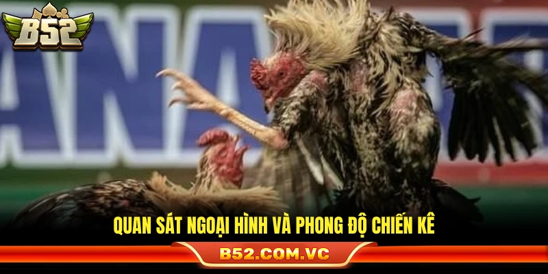 Luật Đá Gà Thomo – Những Quy Định Cần Nắm Rõ Cho Newbie 4 Đánh giá tướng mạo cùng sức khỏe gà chọi